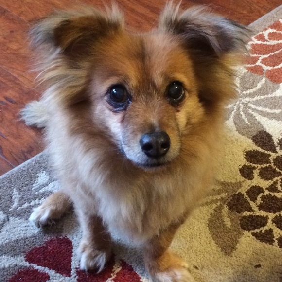 Meet your Posher, Delia - Picture 1 of 4